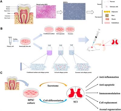 The potential therapeutic roles of dental pulp stem cells in spinal cord injury